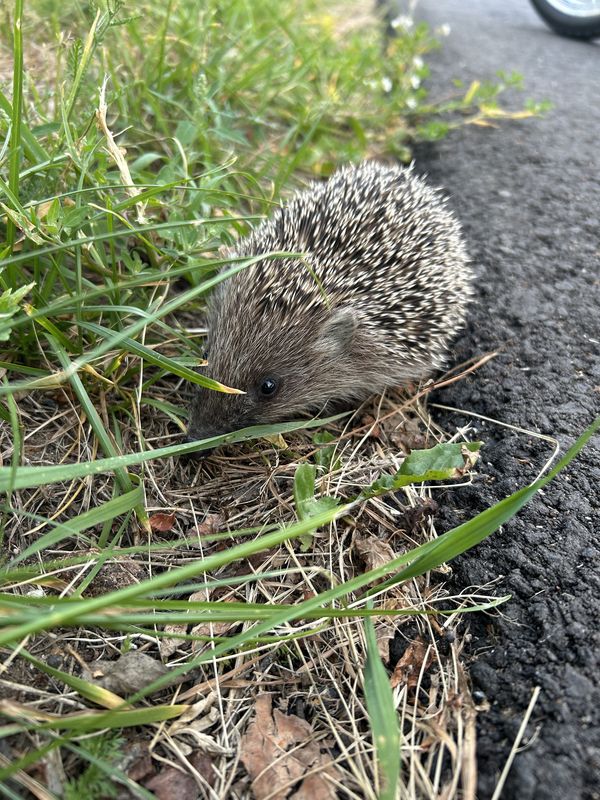Цнянская улица, Минск до улица Куйбышева, Минск