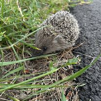 Цнянская улица, Минск до улица Куйбышева, Минск