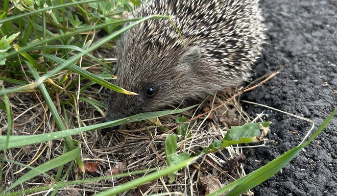 Foto 1 der Bikemap-Route "Цнянская улица, Минск до улица Куйбышева, Минск"