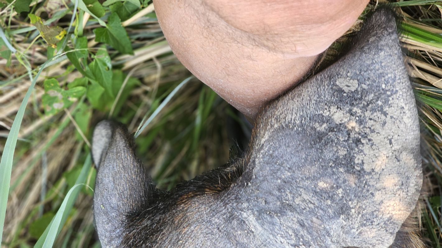 Rue du Pin nach Traverse de Colombiers(Vc 9)