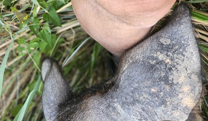 Foto 2 der Bikemap-Route "Rue du Pin nach Traverse de Colombiers(Vc 9)"