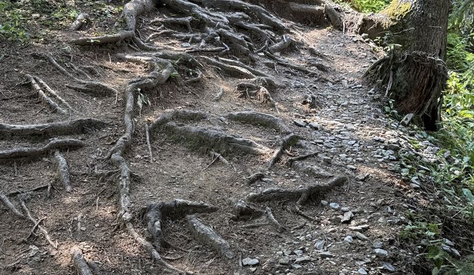 Foto 1 der Bikemap-Route "Grosse Summerwald Tour, Lenk im Simmental"