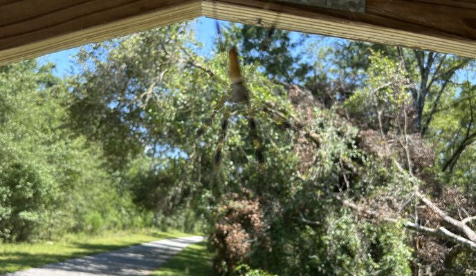 Photo 1 of the Bikemap route "Withlacoochee State Trail, Floral City to Withlacoochee State Trail, Brooksville"