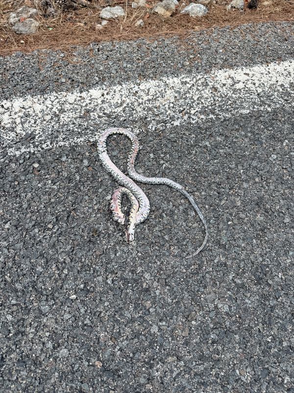 Alcúdia to Ma-10, Escorca