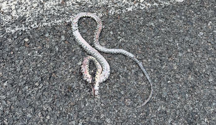 Foto 2 der Bikemap-Route "Alcúdia to Ma-10, Escorca"