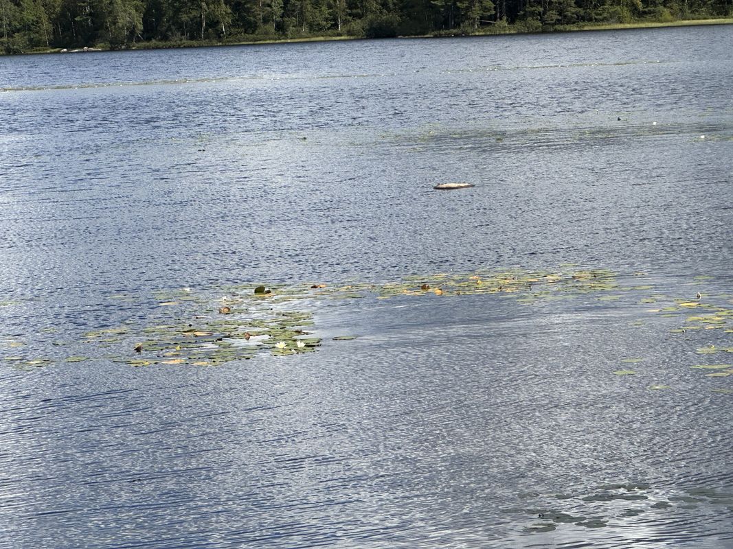 Hälleberga, Orrefors nach Smedernas väg, Orrefors
