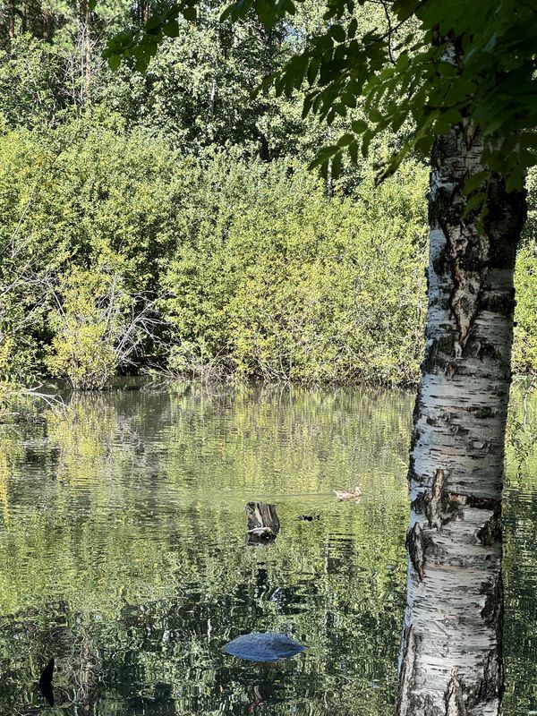 Российская улица, Новосибирск до улица Попова, Бердск