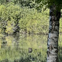 Российская улица, Новосибирск до улица Попова, Бердск