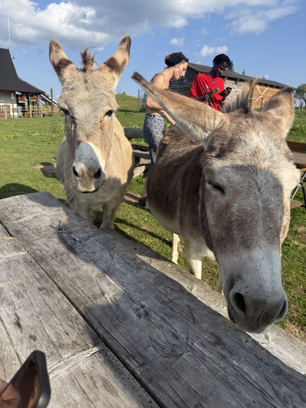 Drumul Familial, Săcele до Săcele