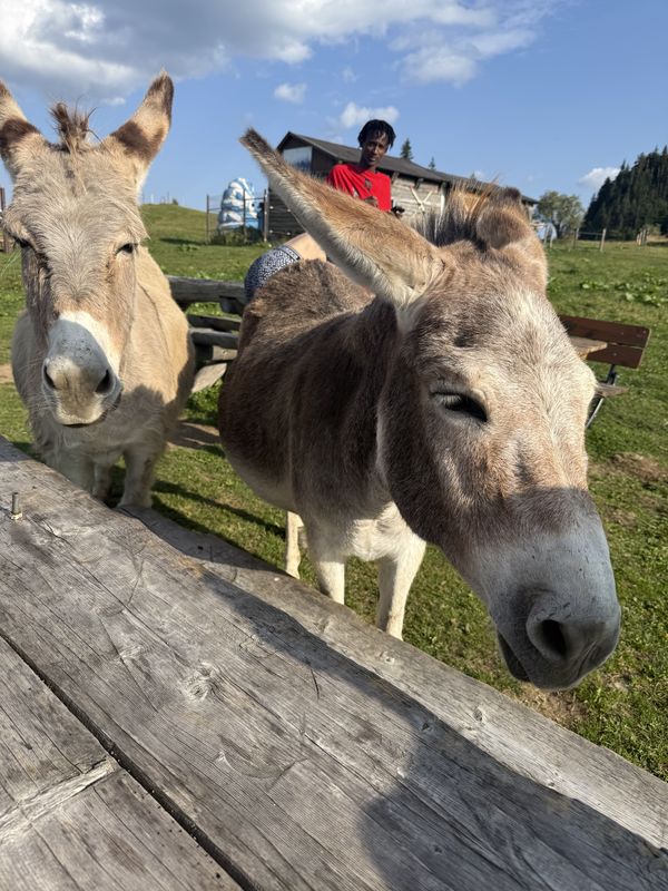 Drumul Familial, Săcele до Săcele