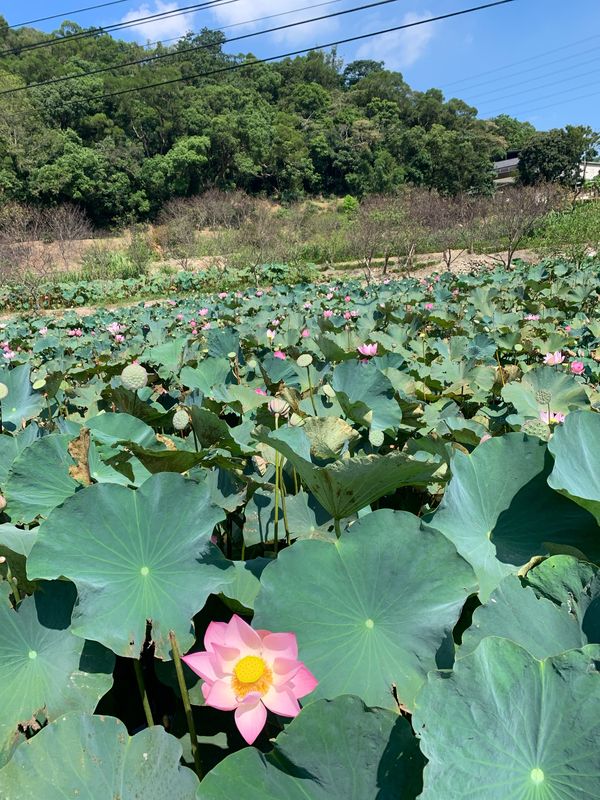 Xiahu St, Guishan District to Sanyuan St Ln 47, Taoyuan District