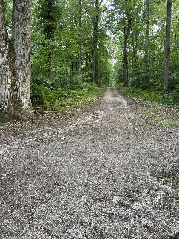 Route in Fontainebleau