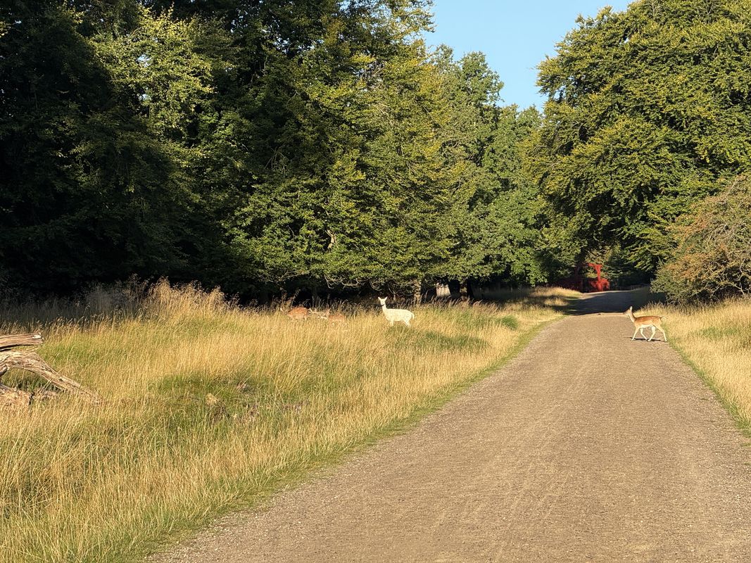Strandvejen, Klampenborg to Digterparken, Ballerup