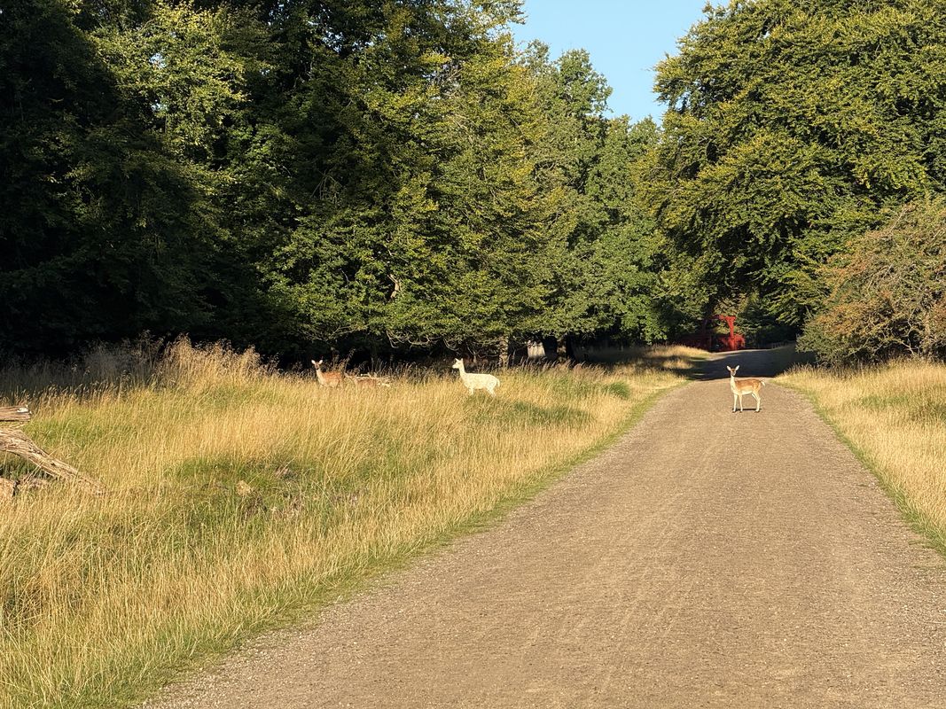 Strandvejen, Klampenborg to Digterparken, Ballerup