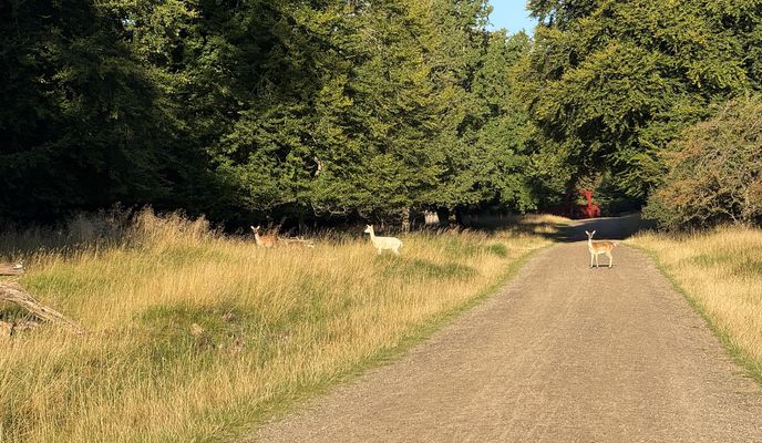 Photo 2 of the Bikemap route "Strandvejen, Klampenborg to Digterparken, Ballerup" Photo 2 of the Bikemap route "Strandvejen, Klampenborg to Digterparken, Ballerup"