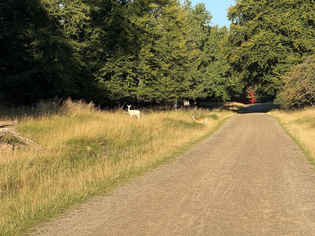 Strandvejen, Klampenborg to Digterparken, Ballerup