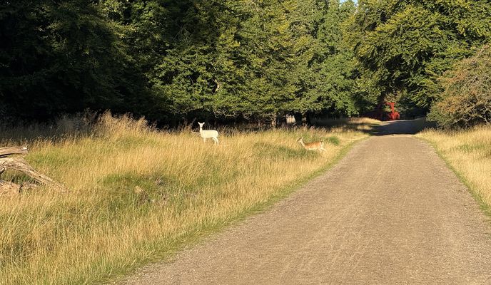 Photo 1 of the Bikemap route "Strandvejen, Klampenborg to Digterparken, Ballerup" Photo 1 of the Bikemap route "Strandvejen, Klampenborg to Digterparken, Ballerup"