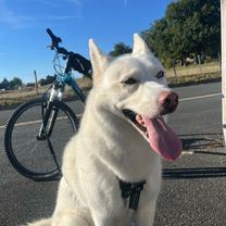 Cani-VTT 24/08/2025