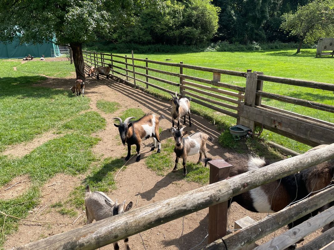 Rec Zur Steirer Hütt'n Am Gutenmann