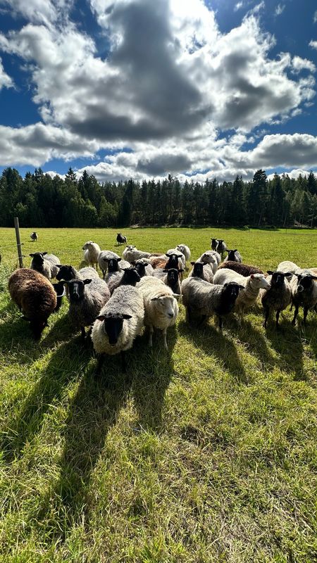 De Wijks väg, Finspång do De Wijks väg, Finspång