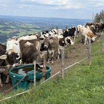 Foto 7 der Bikemap-Route "Hochbühlstraße, Oberstaufen nach Immenstädter Straße, Oberstaufen"