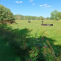 Photo 8 of the Bikemap route "Josephshof-Falkenberg-Gumpen"