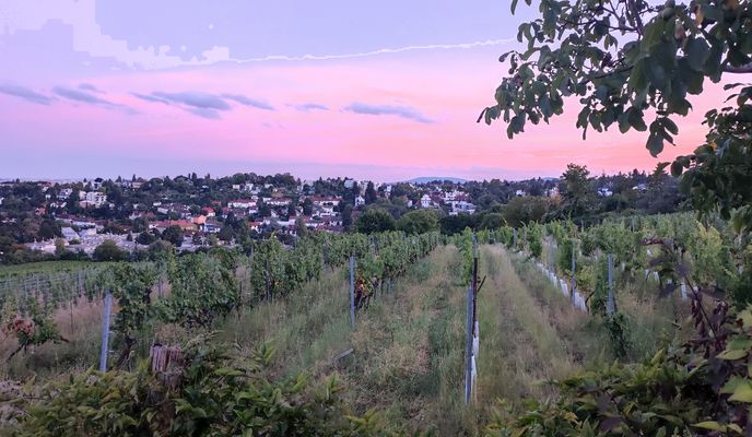 Foto 1 der Bikemap-Route "Krapfenwaldgasse 65-73 nach Michaelerwaldweg"
