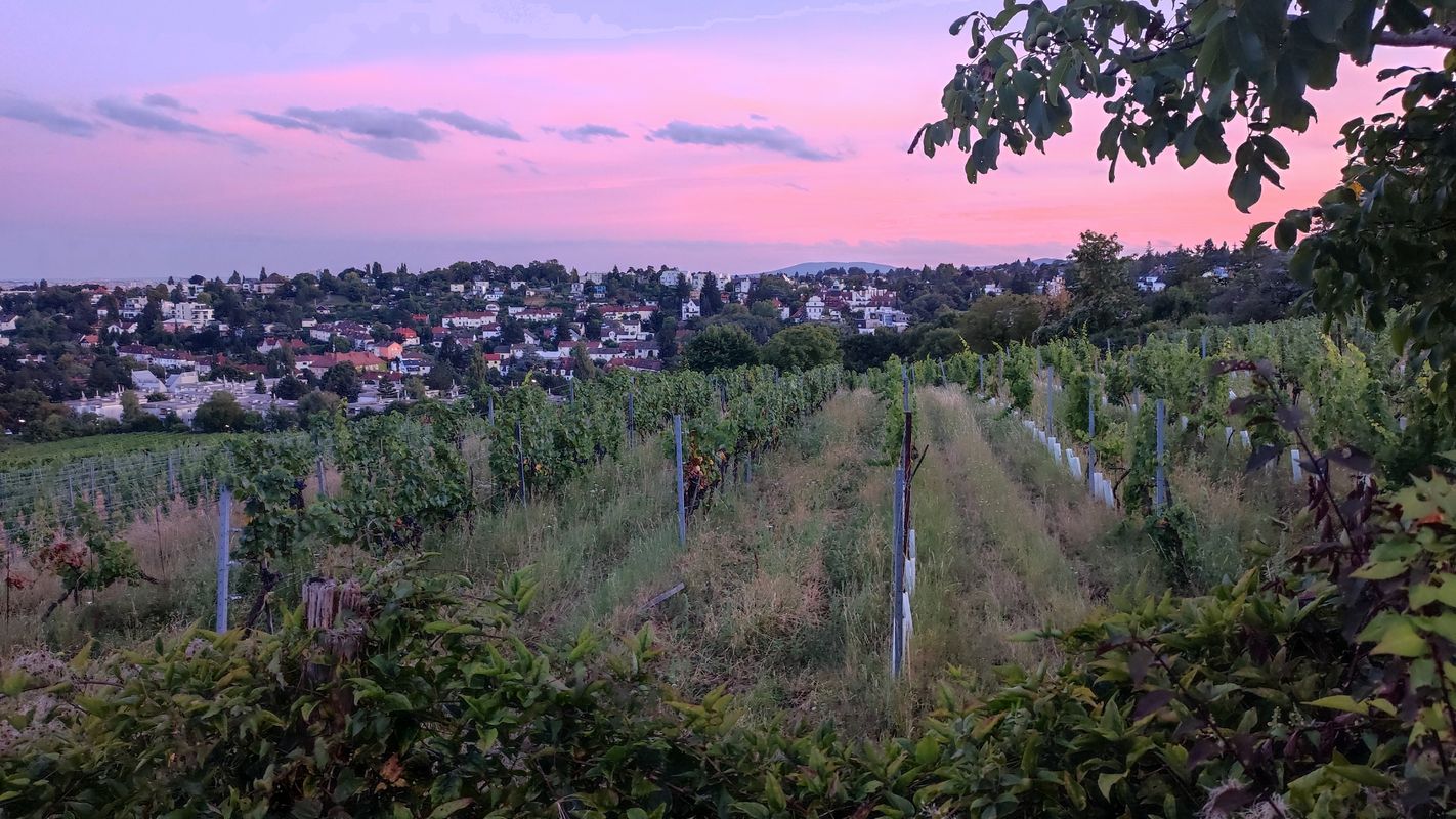 Krapfenwaldgasse 65-73 nach Michaelerwaldweg