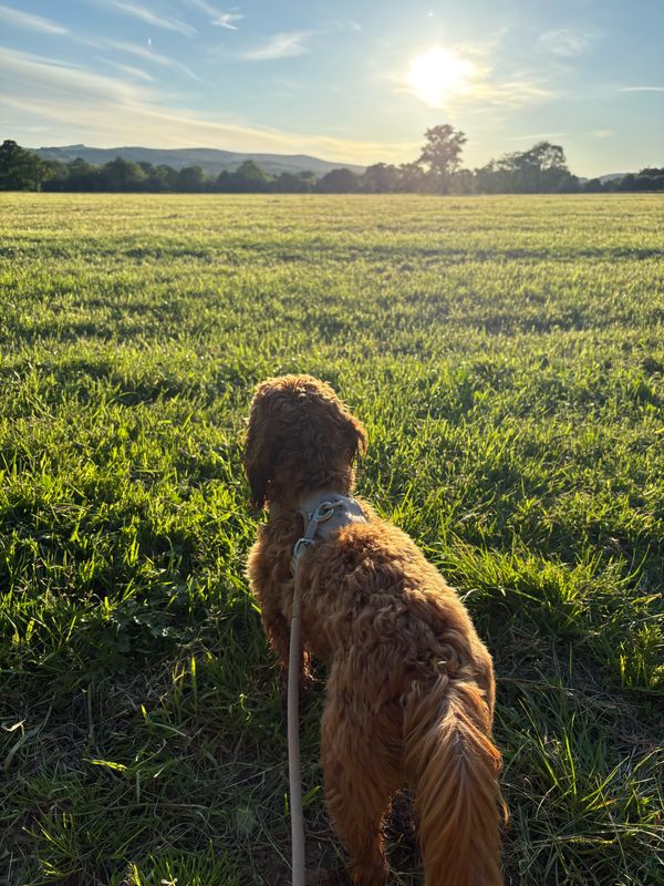 Ashton Ct, Newton Abbot to Belmont Close, Newton Abbot