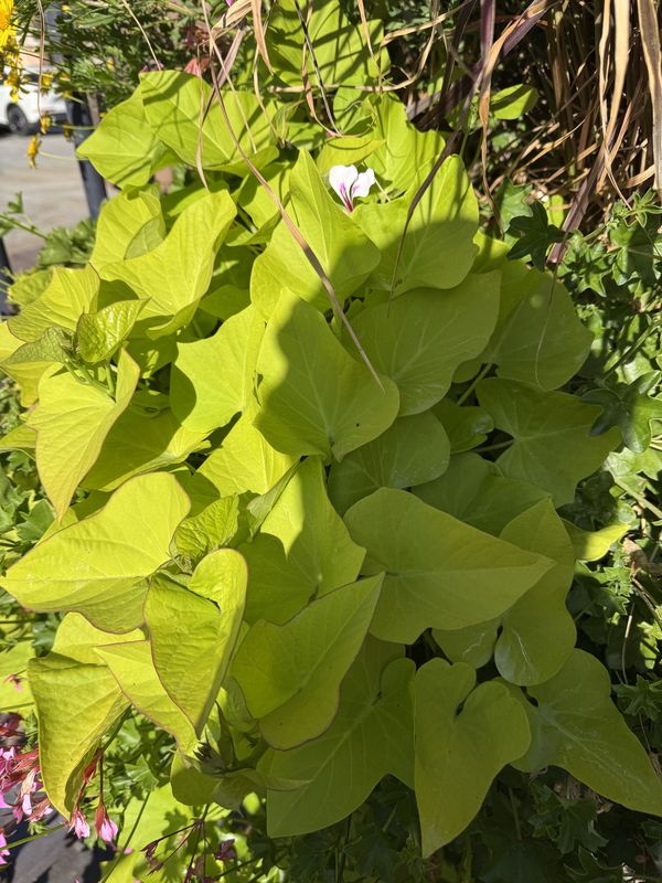 Rue du Haut-Barr, Saverne nach Rue de la 1ère Armée, Straßburg