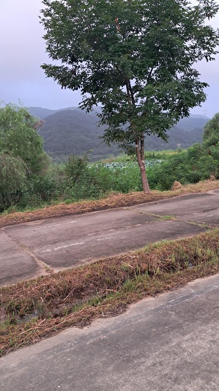 ์์๋ฉด 496-8 ~ ์กฐ์๋ฉด 285-6