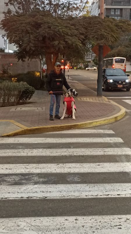 retorno 1er envío eco De Calle Carlos Porras Osores a Avenida Aviación -2420