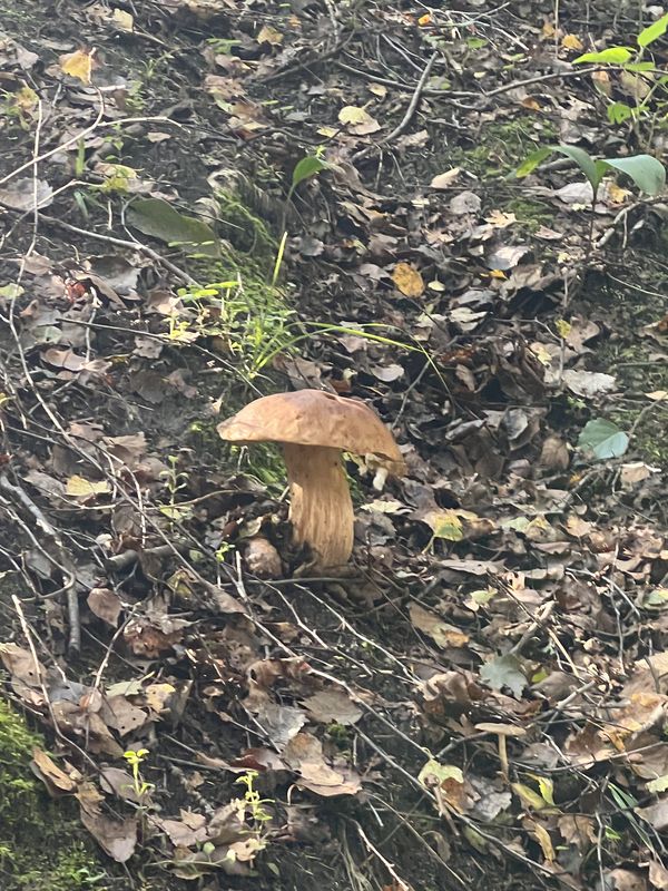 Н3202, Азинский до Н3202, Азинский