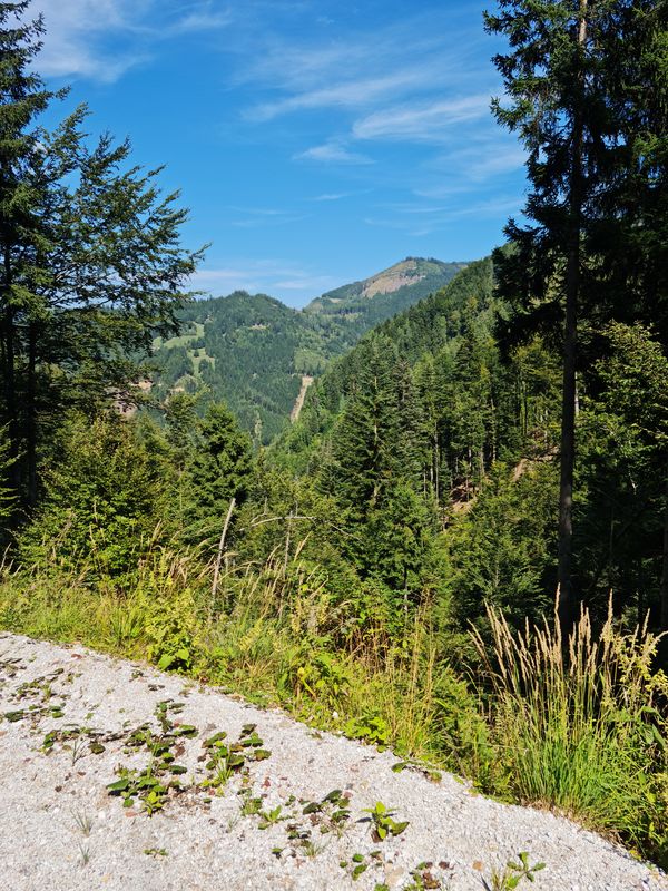 Vellach_Wald/Berg_Vellach