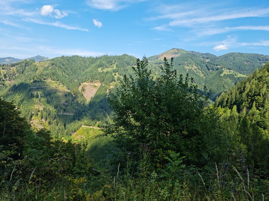 Vellach_Wald/Berg_Vellach