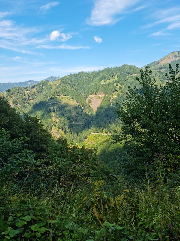 Vellach_Wald/Berg_Vellach