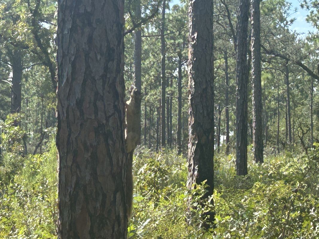 Withlacoochee State Trail, Brooksville to Croom Rital Rd, Brooksville