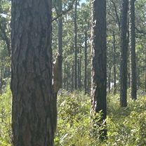 Withlacoochee State Trail, Brooksville to Croom Rital Rd, Brooksville