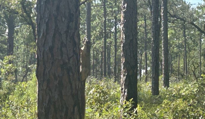 Foto 1 de la ruta de Bikemap "Withlacoochee State Trail, Brooksville to Croom Rital Rd, Brooksville"