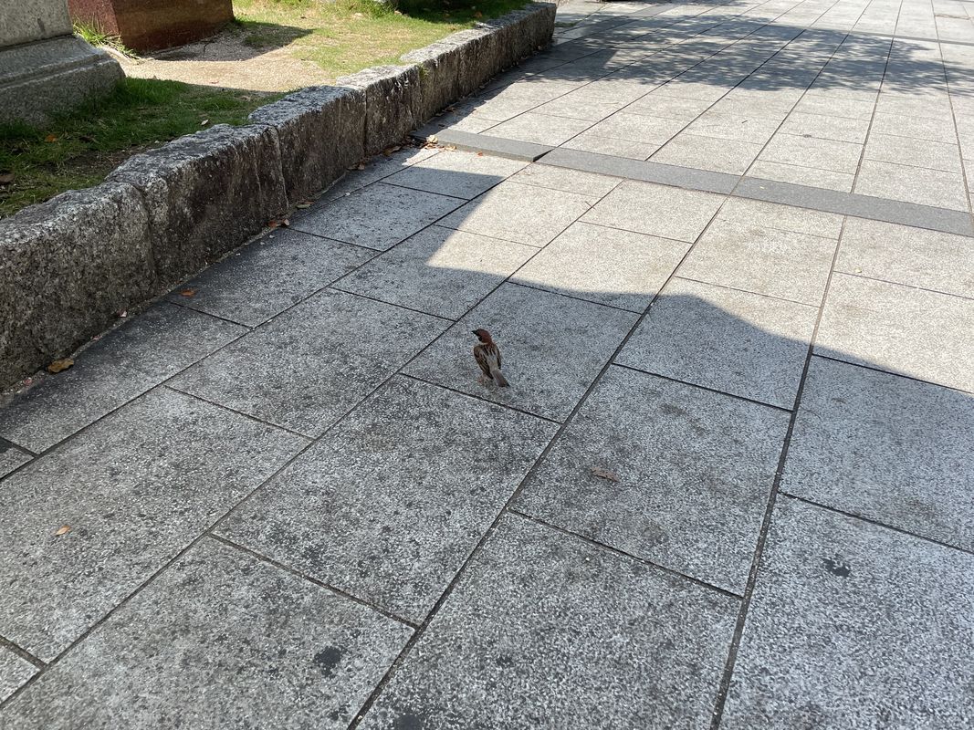 国道54号, 広島市へ中島町, 広島市