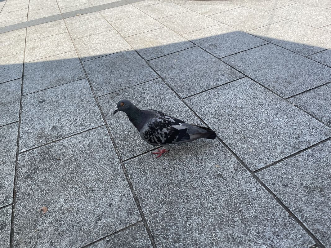 国道54号, 広島市へ中島町, 広島市