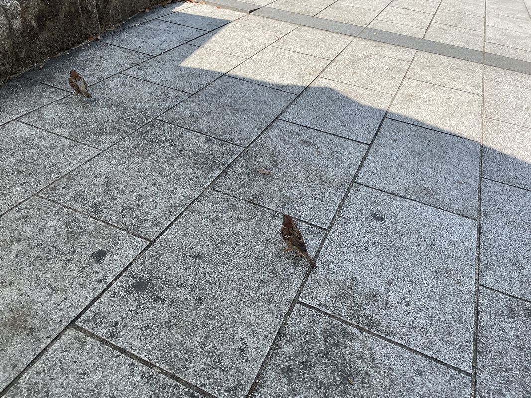 国道54号, 広島市へ中島町, 広島市