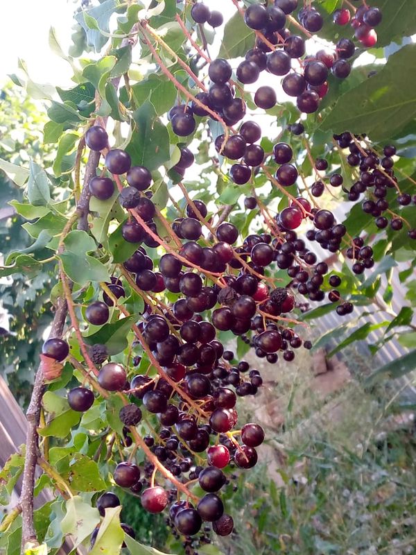 От улица Геннадия Донковцева корпус до улица Геннадия Донковцева