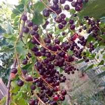 От улица Геннадия Донковцева корпус до улица Геннадия Донковцева