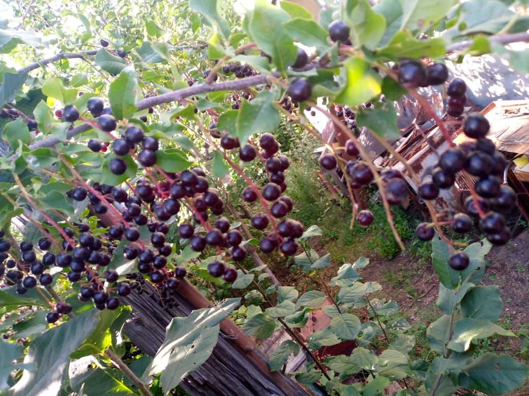 От улица Геннадия Донковцева корпус до улица Геннадия Донковцева