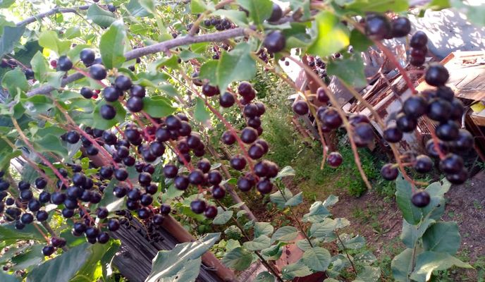 Foto 2 der Bikemap-Route "От улица Геннадия Донковцева корпус до улица Геннадия Донковцева"