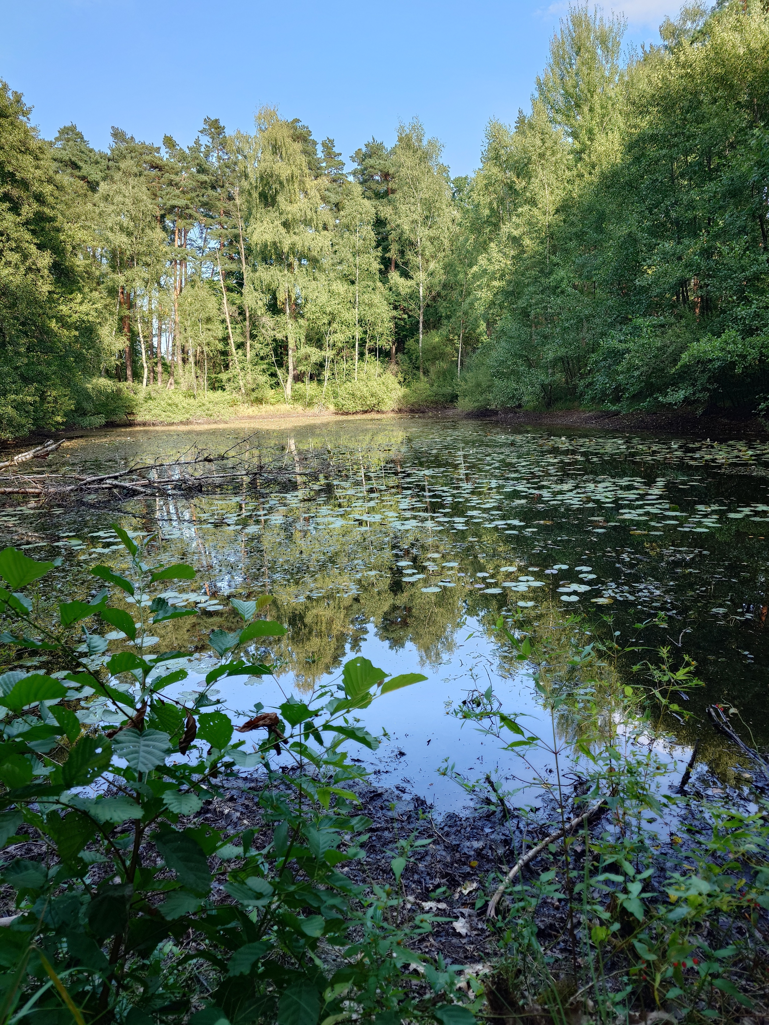 nowe Brzesko, ujście solne, Niepołomice, przylasek