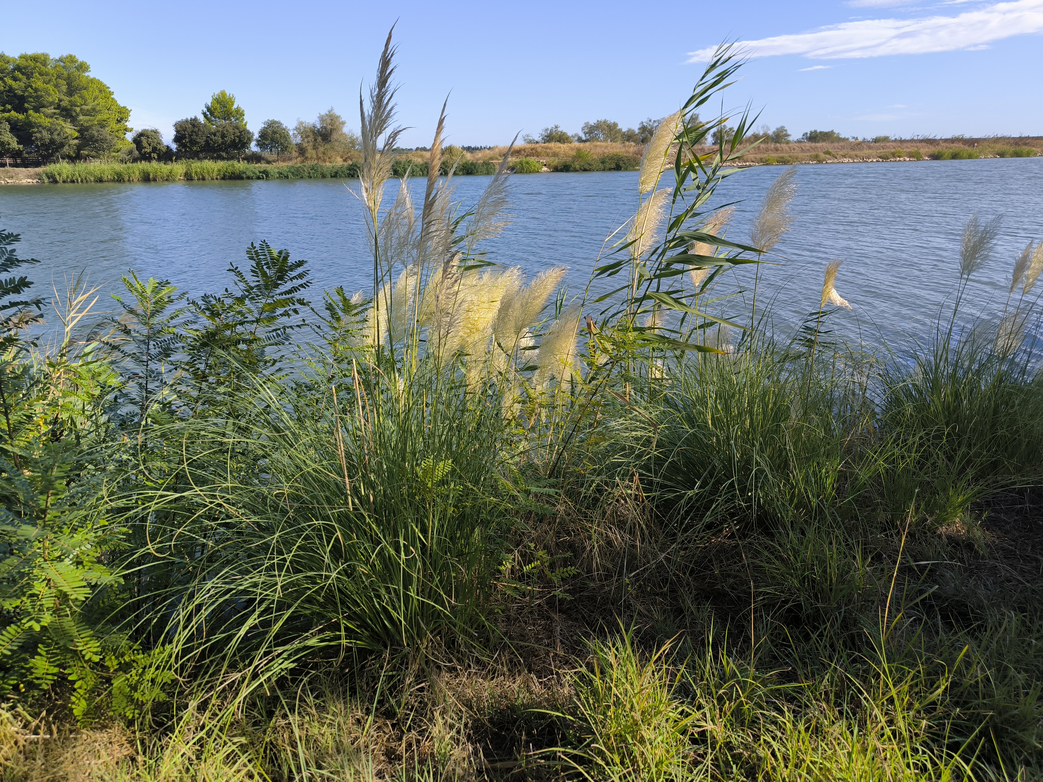 Flower Camping Gallician to Aigues-Mortes