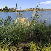Flower Camping Gallician to Aigues-Mortes