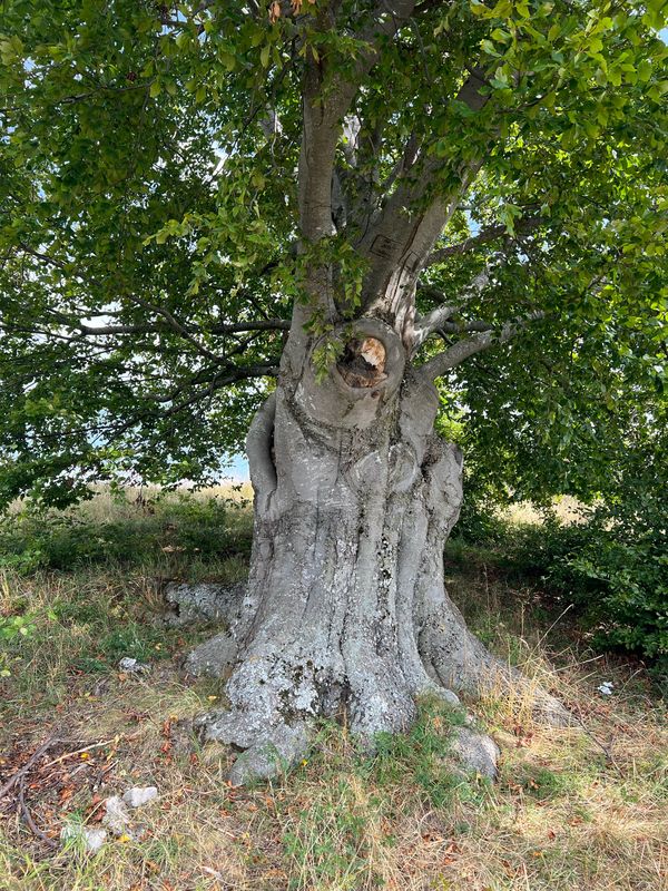 Zelená Stuha Horehronia, Mýto pod Ďumbierom až Zelená Stuha Horehronia, Mýto pod Ďumbierom